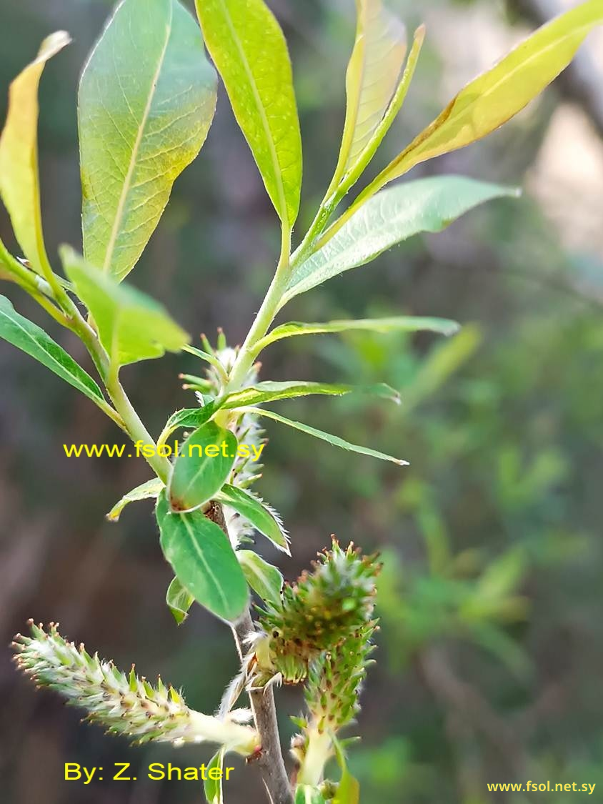 Salix pedicellata Desf.
